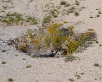 extinct geyser filled with sulfur loving plants