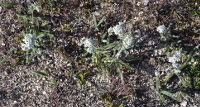 Yarrow