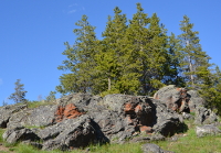 lichen rocks near Old Faithful