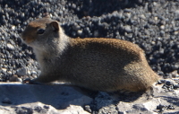 Ground squirrel