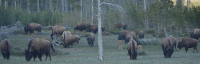 our first bison herd
