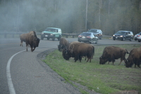 calmly grazing near the road