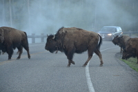 bisons cross the road