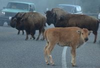 bison calf o the road