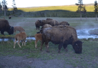 do bisons like a steambath?