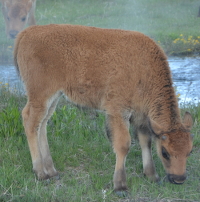 a grazing calf