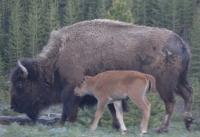 bison cow with her calf