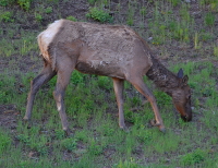 a young elk, losing its winter hide