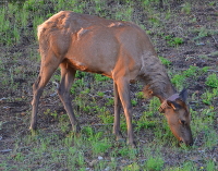 elk with identification collar