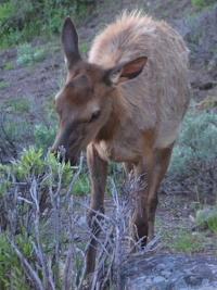 a young elk