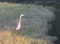 Great blue heron fishing in Madison River
