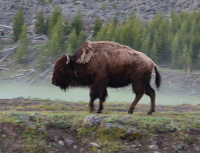 our first bison of the day