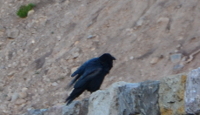 Raven at Gibbon Falls