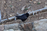 Raven near Tower Falls