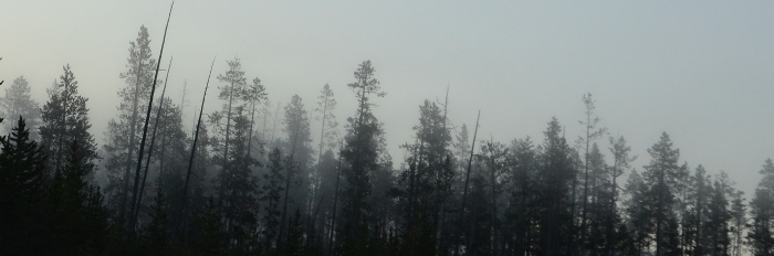 morning mist