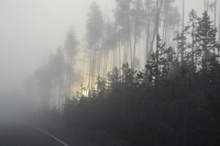 sun breaks through the mist