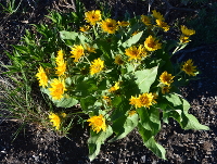 Arnica plants