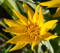 Arnica flower