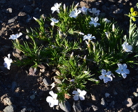 Flowery Phlox