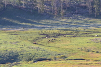 bison and elk in the valley below