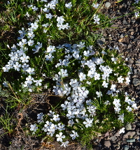 more Phlox