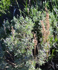 shrub at Tower Fall