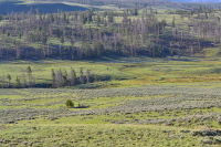 buffalo fields forever