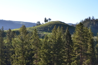 trees on Tower