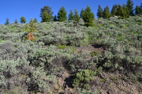 sturdy vegetation around Tower falls