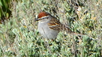 songbird in the bushes