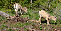 Bighorn sheep