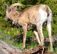 Bighorn ram