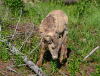 Bighorn ewe