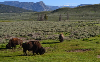 three grazing bisons