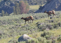 elk coming from higher ground