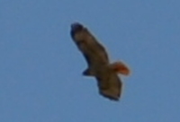 Red-tailed hawk