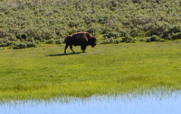 bison at the river's edge