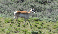 a pronghorn (gaffelbok)