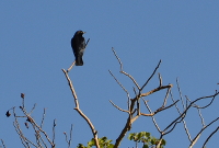 black bird in treetop