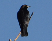 black bird in treetop - closeup