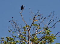 black bird looking out