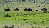 a bison herd advancing on the plane