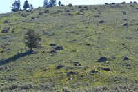 a slope dotted with Arnica