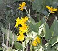 the show-off flower of the valley