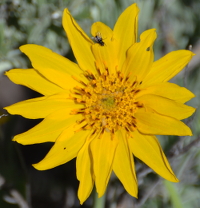 Arnica