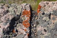 a warm brown colour for this lichen on rocks
