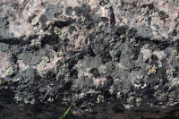 several species of flat lichens on a rock surface