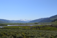 Lamar Valley, our first destination for the day