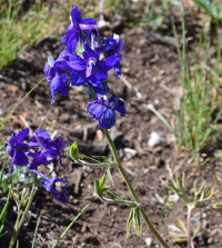 larkspur