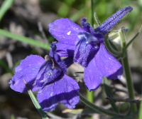 larkspur